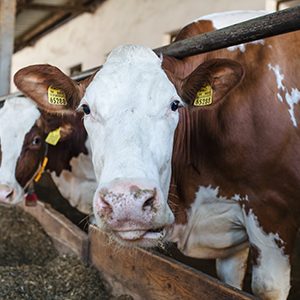 Cows on a diary farm, an agriculture industry.