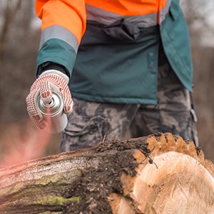 Forestry technician marking tree trunk with red aerosol can paint in forest after cutting, close up of hand