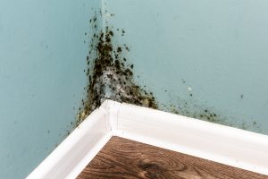 Black mold on wall closeup